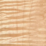 tiger maple tiger maple
